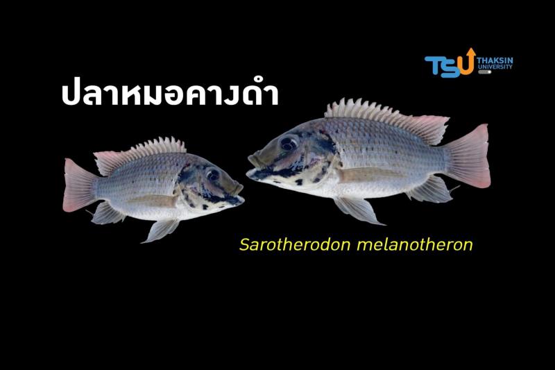 ปลาหมอคางดำ: นักล่าผู้มีสีดำ วิกฤติร้ายทางระบบนิเวศ เศรษฐกิจและสังคมไทย