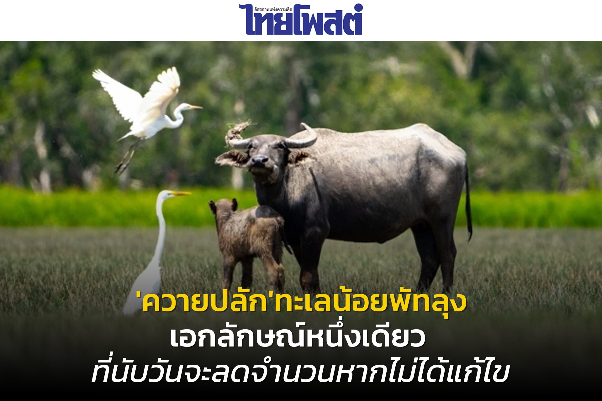 ควายปลัก ทะเลน้อยพัทลุงเอกลักษณ์หนึ่งเดียว ที่นับวันจะลดจำนวนหากไม่ได้แก้ไข