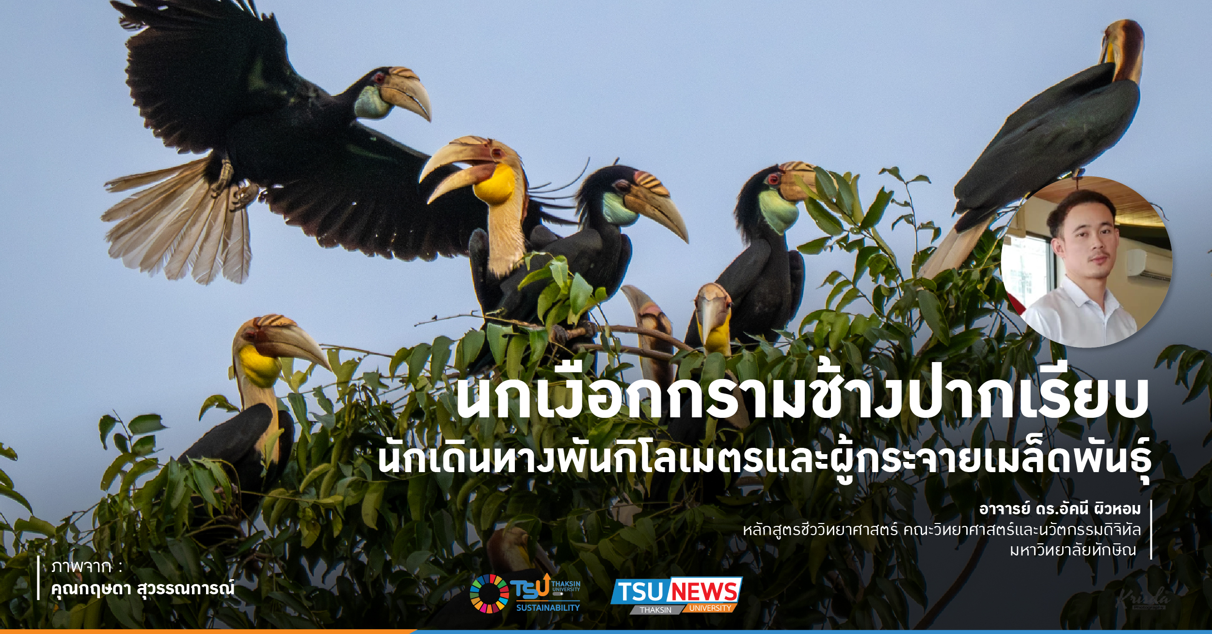 นกเงือกกรามช้างปากเรียบ - นักเดินทางพันกิโลเมตรและผู้กระจายเมล็ดพันธุ์