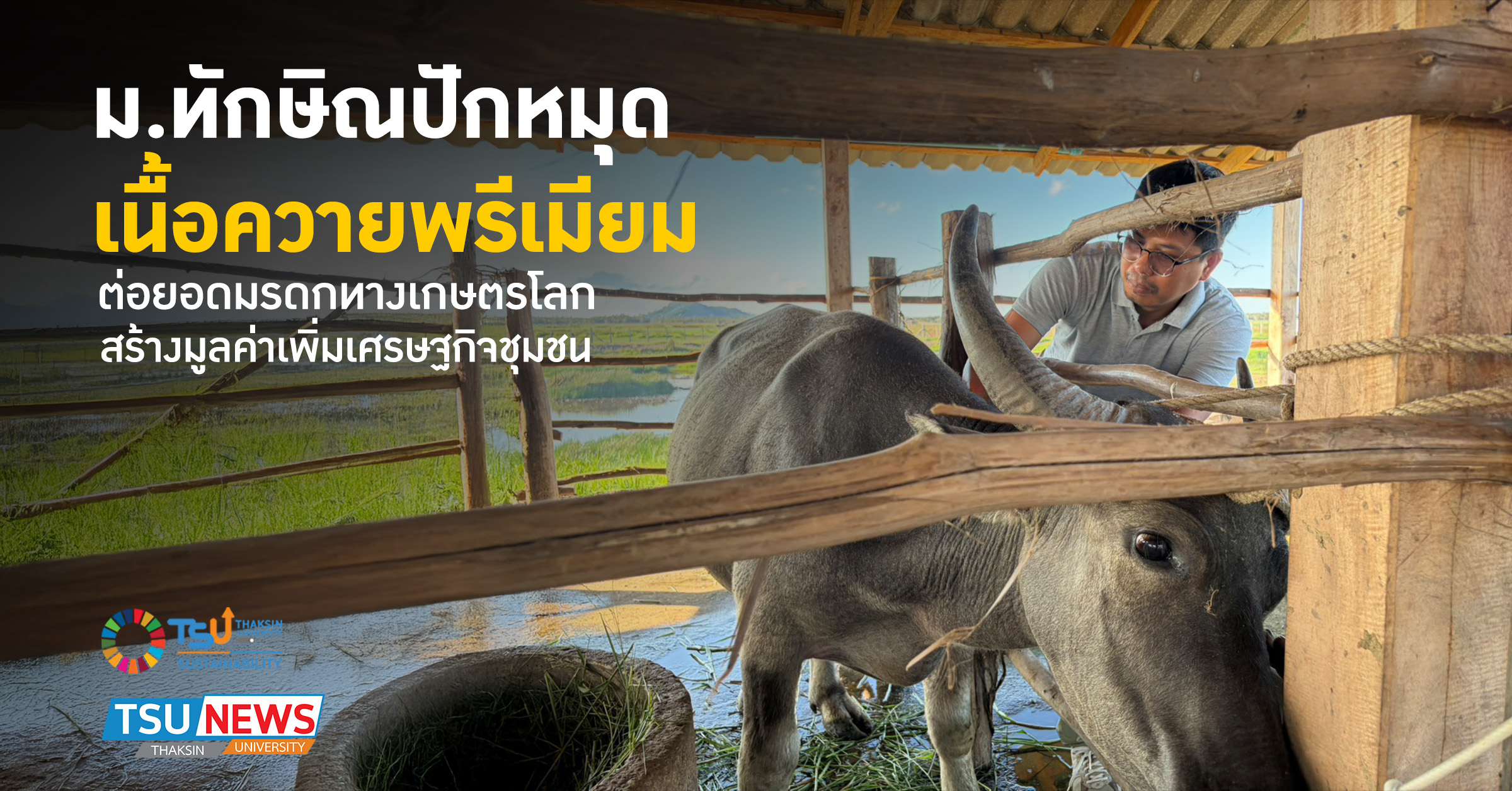 ม.ทักษิณปักหมุด เนื้อควายพรีเมียม ต่อยอดมรดกทางเกษตรโลก สร้างมูลค่าเพิ่มเศรษฐกิจชุมชน