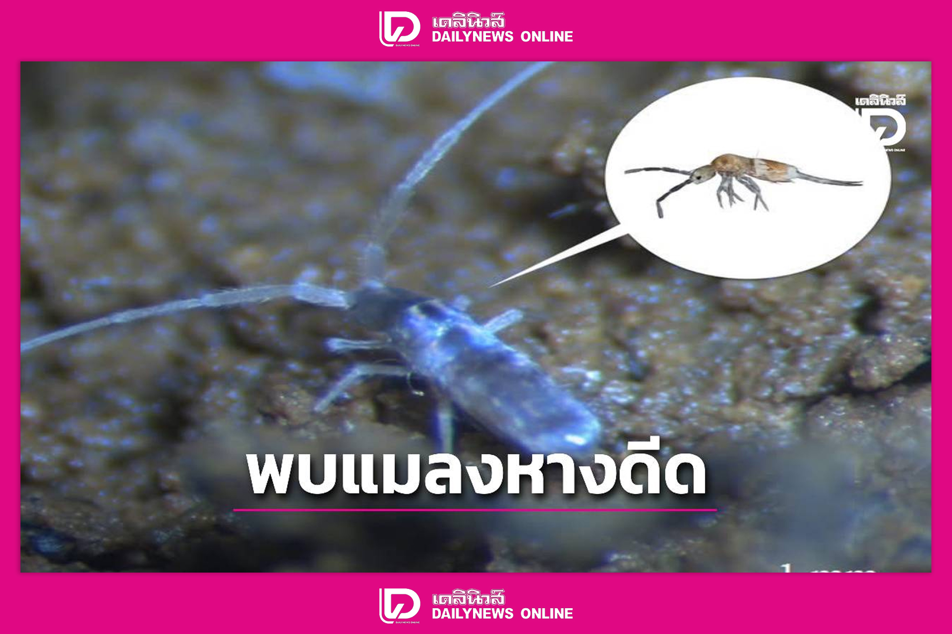 นักวิจัย ม.ทักษิณ พบแมลงหางดีดถ้ำเจ้าฟ้า ชนิดใหม่ของโลก ในถ้ำระยาบังสา จ.สตูล