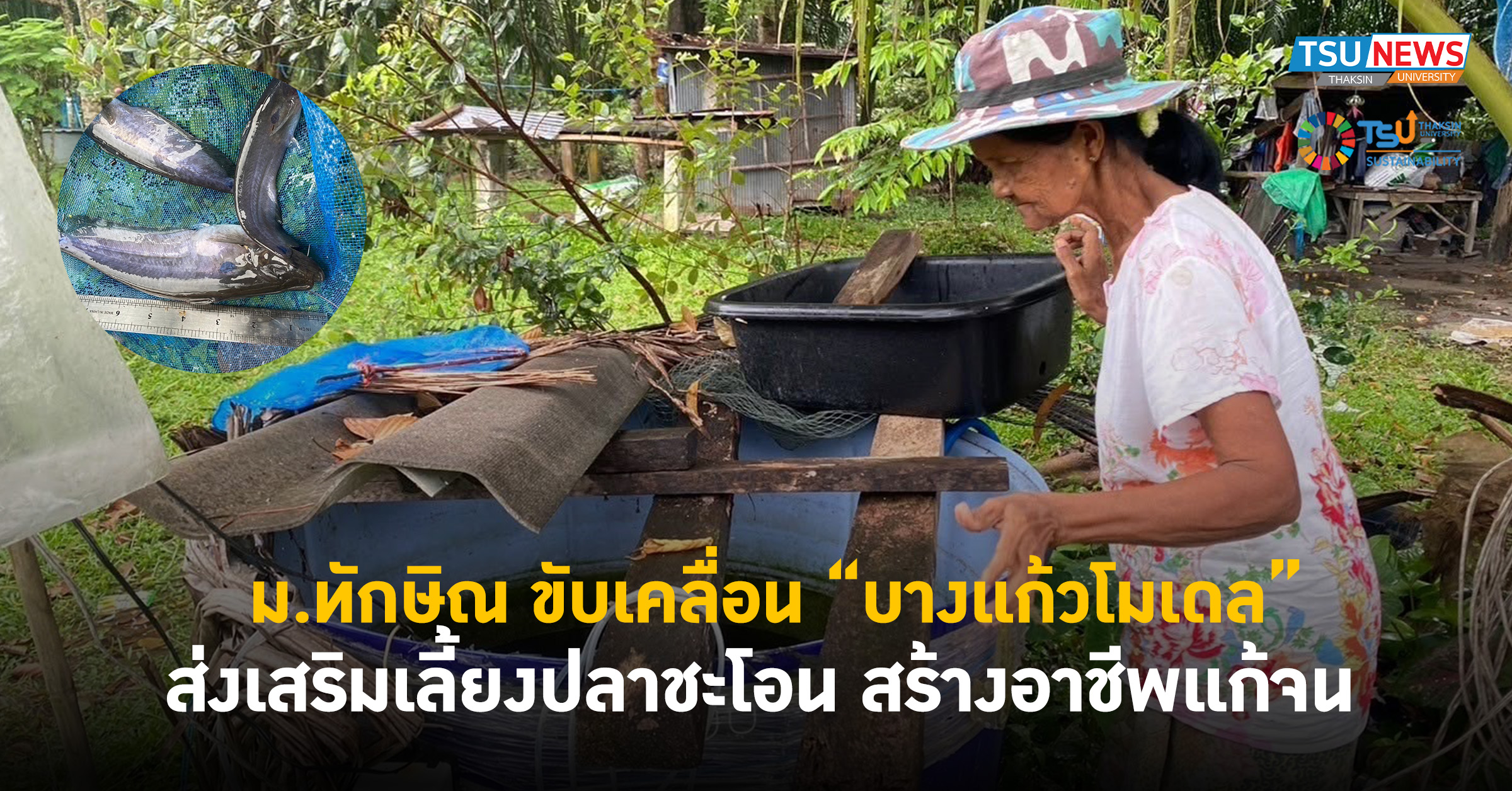 ม.ทักษิณ ขับเคลื่อน บางแก้วโมเดล ส่งเสริมเลี้ยงปลาชะโอน สร้างอาชีพแก้จน