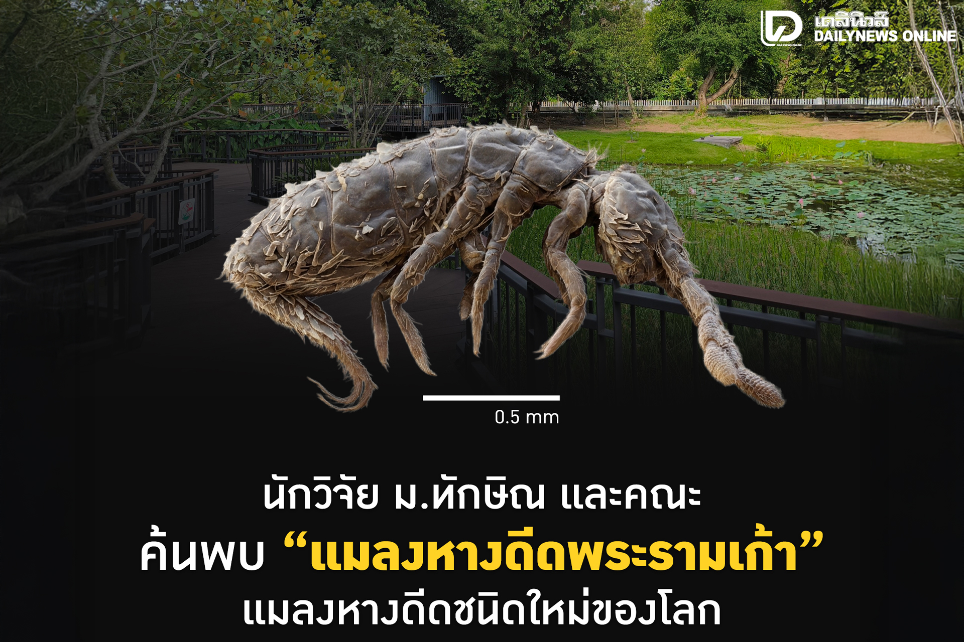 นักวิจัย ม.ทักษิณและคณะค้นพบแมลงหางดีดพระรามเก้า แมลงหางดีดชนิดใหม่ของโลก