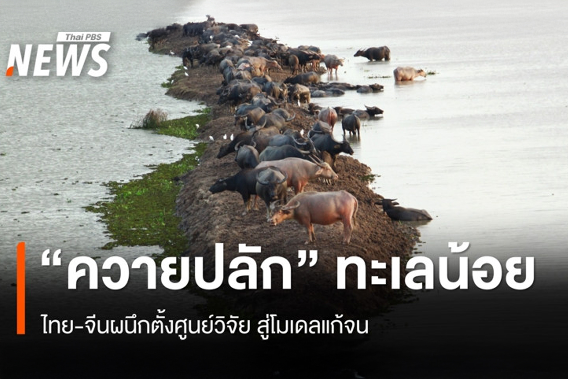 ควายปลัก ทะเลน้อย วิถีชุมชน 200 ปี ไทย-จีน ผนึกตั้งศูนย์วิจัย สู่โมเดลแก้จน