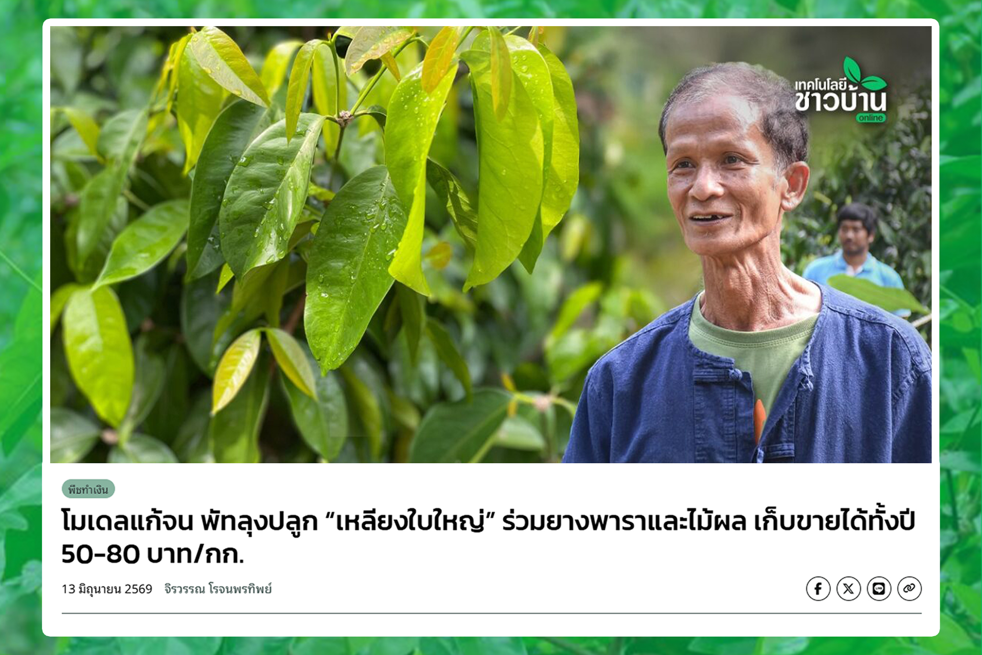 โมเดลแก้จน พัทลุงปลูก เหลียงใบใหญ่ ร่วมยางพาราและไม้ผล เก็บขายได้ทั้งปี 50-80 บาทต่อกิโลฯ